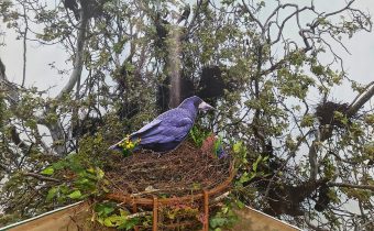 HAVRANY a ich príbuzní!